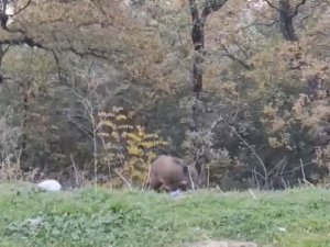Bursa’da Yabani Hayvanlar Şehre İndi