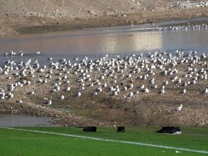 Göçmen Martılar Murat Nehri’ni Mesken Tuttu