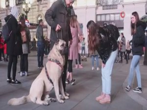 Türkiye’den Getirilen Çoban Köpeği Londra’da Büyük İlgi Gördü