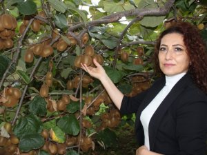 Organik Kivi Üretimi Projesi Yürütülüyor
