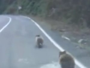 Kış Uykusuna Yatmayan Yavru Ayılar Karayolunda Böyle Görüntülendi