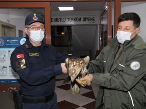 Baraj Gölüne Düşen Kızıl Şahini Jandarma Kurtardı