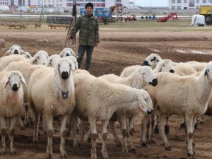 Türkiye’nin Çobanları Orta Asya’dan