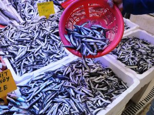 Karadeniz Hamsisi 8 Tl