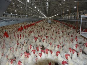 Beyaz Et Sektörü Japonya Ve Çin’den Sonra Gözünü Ab Pazarına Dikti