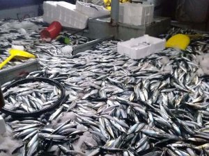 20 Ton Balığın Yakalandığı Anlar Kamerada