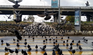 Rize'de Menderes Bulvarı Güvercinlere Kaldı, Polisler Denetimlerini Sürdürdü