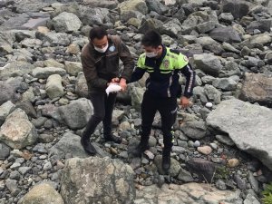 Kayaların Arasına Sıkışan Yaralı Martıyı Trafik Polisi Kurtardı