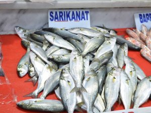 Karadeniz’den Çıkan 20 Tonluk Müjde Kısa Sürdü