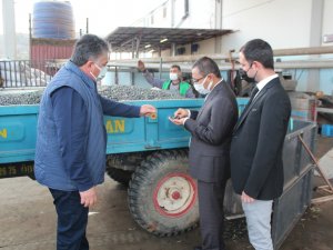 Üzümün Başkentinde Zeytin Üretimi Artıyor
