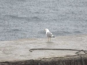 ‘Yağmur Duasının’ Ardından Çanakkale’de Yağışlar Etkili Oldu