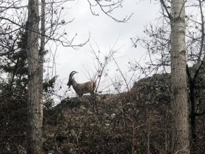 Yaban Keçileri Köylere Kadar İndi