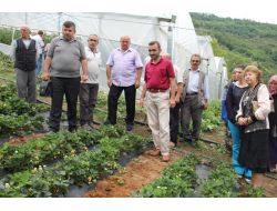 Çilek Fındıktan 5 Kat Daha Fazla Gelir Getiriyor