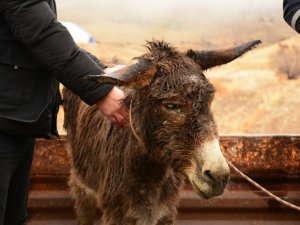 İşkence Gören Eşek, İzmir’deki Çiftliğe Gönderilecek