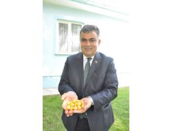 Beyaz Kiraz’da Rekolte Kaybı Yüzde 80