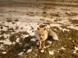 Aç Kalan Tilkiyi Eliyle Besledi