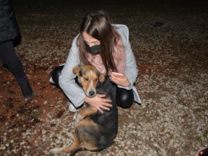 Ormana Terk Edilen Sokak Köpeklerini Beslemek İçin Kilometrelerce Yol Gidiyorlar