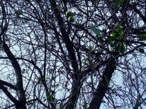 Erik Ağacı Kış Ortasında Meyve Verdi