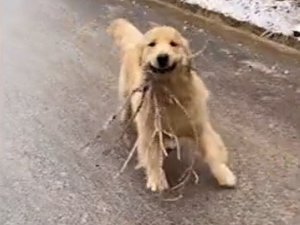 Buzlu Yolda Kayan Sevimli Köpek Gülümsetti