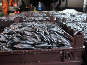Limana Yüzlerce Kasa Hamsiyle Döndüler: Kilosu 8 Liraya İndi