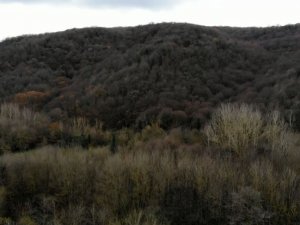 Belgrad Ormanı’nda Renk Cümbüşü