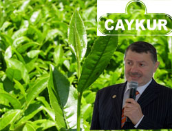 Çaykur olmazsa Çayda Olmaz