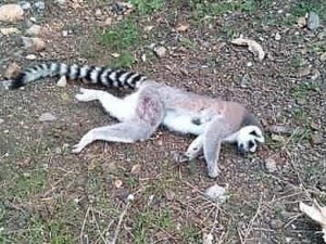 İzmir’de Ormanlık Alanda Ölü Lemur Bulundu