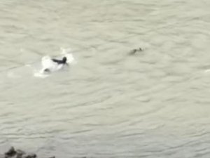 Nehre Düşen Karacayı Kurtarmak İçin Gözünü Kırpmadan Soğuk Sulara Atladı