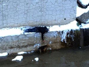 Sokak Köpeğini Kurtarmak İçin Donmayı Göze Aldı