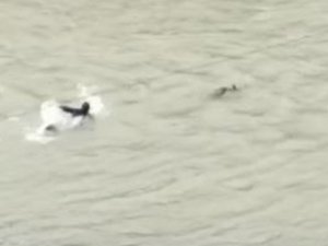Karacayı Kurtarmak İçin Gözünü Kırpmadan Çoruh Nehri’ne Atladı