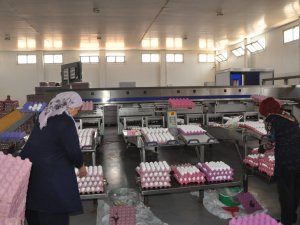 Yumurta Tavuk Fiyatlarını Geçti