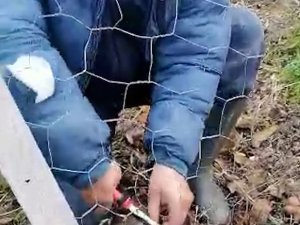 Tellerin Arasına Sıkışan Yavru Köpeği Böyle Kurtardı