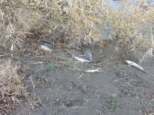 Çanakkale’de Korkutan Balık Ölümleri