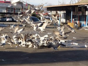 Martıların Balık Atığı Savaşı