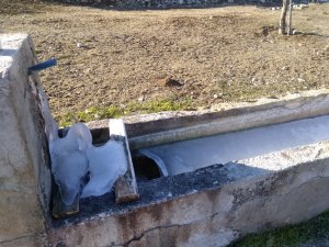 Soğuk Hava Çeşmeleri Ve Yalakları Dondurdu