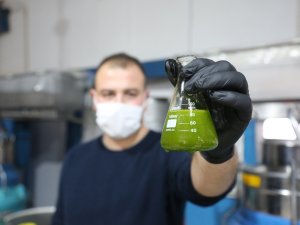 ’Yeşil Altın’ Olarak Biliniyor, Litresi 250 Liradan Satılıyor