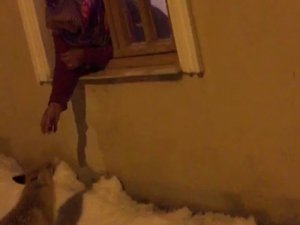 Aç Kalan Yavru Tilkileri Elleriyle Besledi