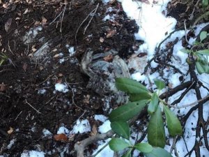 Giresun’da Bölücü Terör Örgütüne Ait Erzak Deposu Bulundu