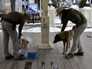 Gümüşhane’de Sokak Hayvanları Kısıtlamada Aç Kalmayacak