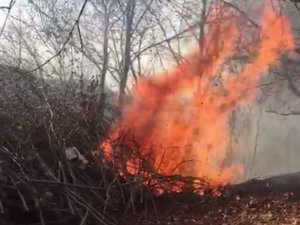 Ordu’da Ormanlık Alanda Çıkan Yangın Paniğe Neden Oldu