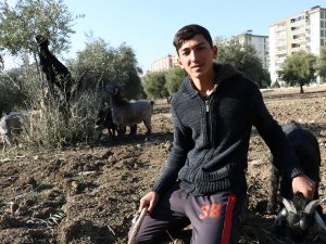 Sokağa Çıkma Kısıtlamalarında Çobanlık Yapıyor