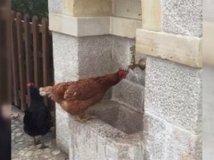 Çeşmeden Su İçen Tavuk Görenlere Tebessüm Ettirdi