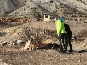 Artvin’de Sokağa Çıkma Kısıtlamasında Sokak Hayvanları Unutulmadı