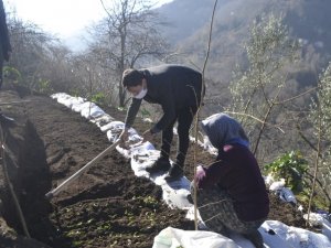 Trabzon’da İlk Kez Dikimi Yapıldı