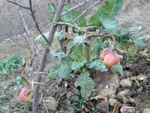 Kış Ortasında Meyve Veren Elma Şaşırttı