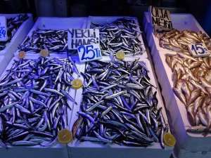 Hamsinin Peşinden Bu Kez Gürcistan’a Değil İğneada’ya Gittiler