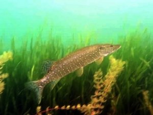 Sapanca Gölünün Dibini İlk Kez Böyle Göreceksiniz