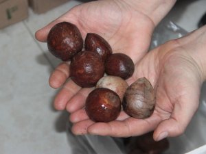Antalya’da “Avokado Çekirdeğini Getir, İstediğini Götür” Kampanyası