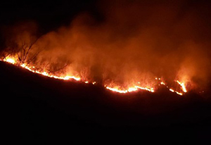Trabzon'da örtü yangınına müdahale ediliyor