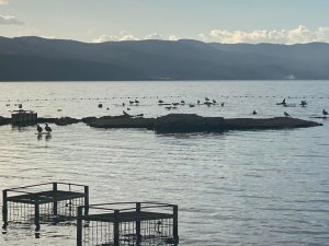 Kuraklık Bazilikayı Da Vurdu...ikinci Göbeklitepe Olacaktı, Kuşlara Yuva Oldu